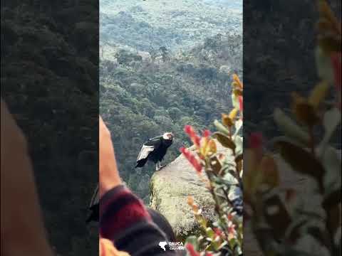Cóndor de los Andes, Puracé, Cauca, Colombia.