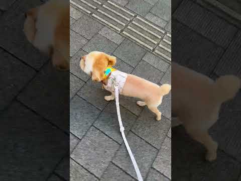 経営学科 サマーカットにしたトイプードル12ヶ月 #トイプードル　#toypoodle
