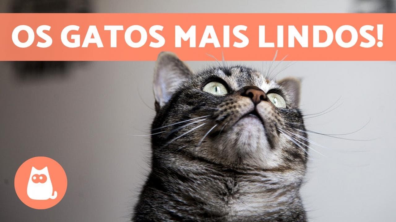 TOP 10 RAÇAS de GATOS mais BONITAS do MUNDO 🐱💕