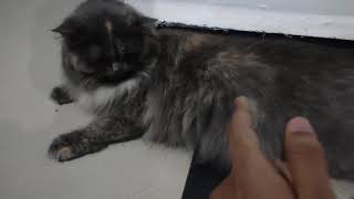 how to know cat is pregnant