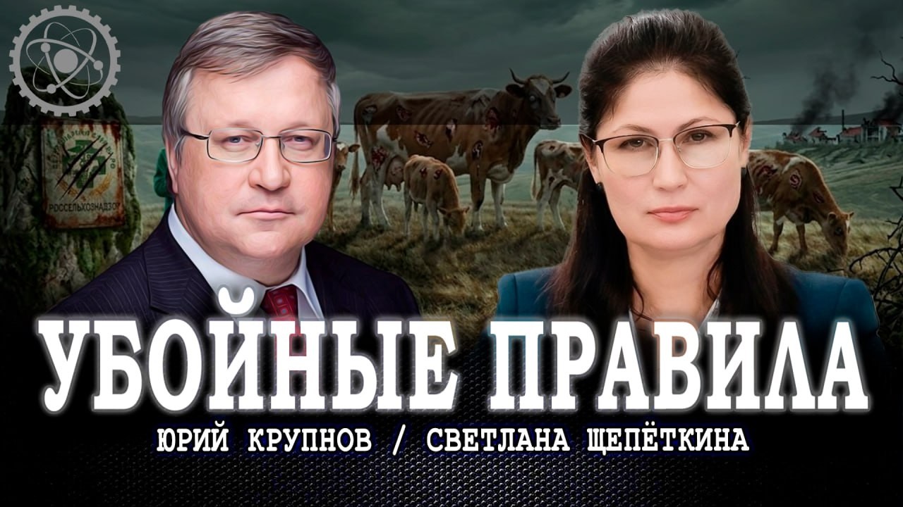 Ветеринарный вакуум, или Почему в России животных убивают, а не лечат | Крупн?