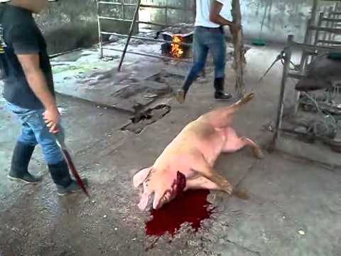 , title : 'Como Matar un Cerdo'