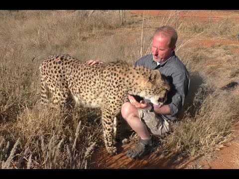 Butt Scratch Reflex Responses From BIG & small Cats | Lions Leopards Cheetahs Servals Caracals