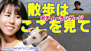 【保護犬、元野犬トレーニング：行動のプロが散歩の時見るボディーランゲージ】愛犬と散歩するときに注意する犬のボディーランゲージを紹介　犬のしつけ