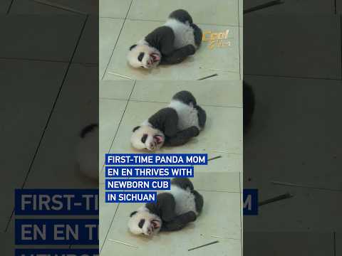 First-time panda mom En En thrives with newborn cub in Sichuan