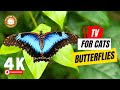 Butterfly TV for Cats: Ultimate Entertainment for Your Furry Friends! 🐱 Relaxing Music for Cat