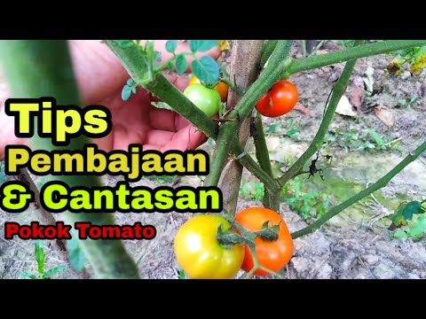 , title : 'Tanam tomato#Tips Pembajaan dan Cantasan-How to fertilize and prune Tomatoes.'