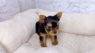 ヨークシャーテリアの動画01