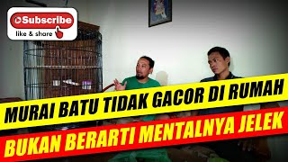 Download lagu pelajaran penting || MURAI BATU TIDAK GACOR di rumah bukan berarti mentalnya jelek mp3