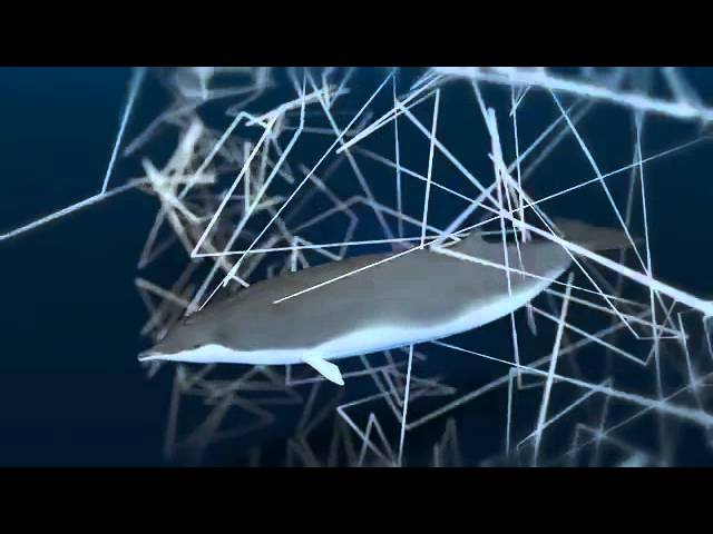 Unterwasserlärm – Ein unüberhörbares Problem.