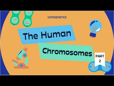 CYTOGENETICS 101: The Human Chromosomes (Part 2)