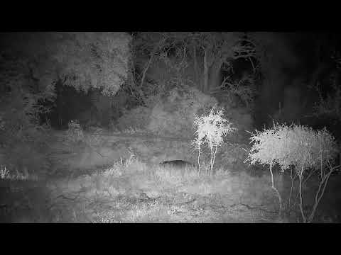 Djuma: Hippo returning to the dam - 22:03 - 08/03/21