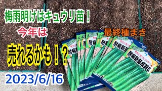 きゅうり最終種まき！今年は、この雨続きで病気続出かなぁ！？自家消費分と苗販売分種まき作業