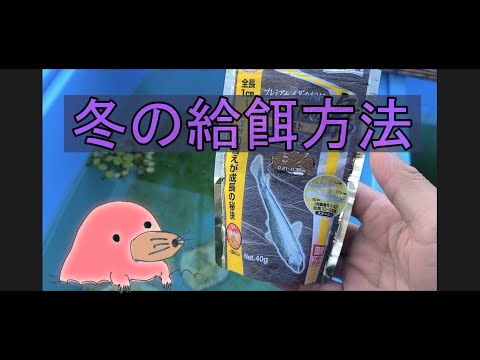 冬季の給餌に関する規定 サービス