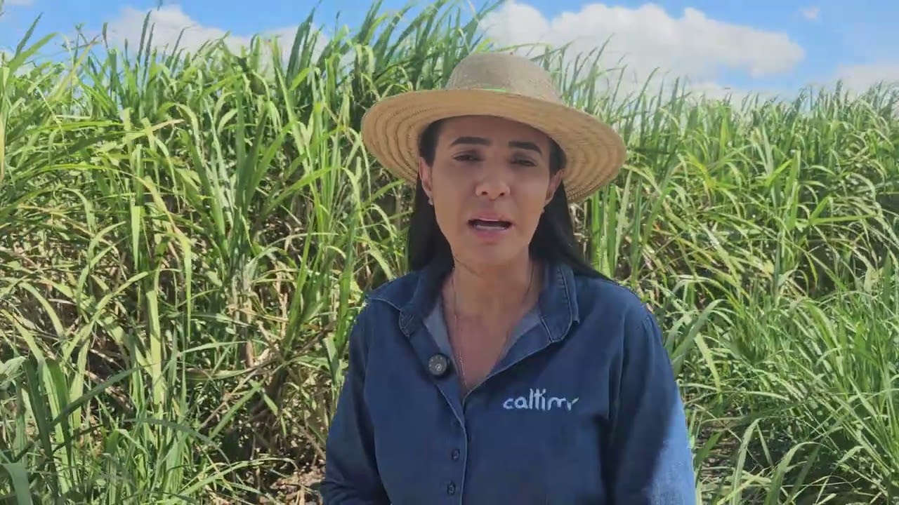 Caltim destaca manejo com cálcio e enxofre para o desenvolvimento radicular da cana