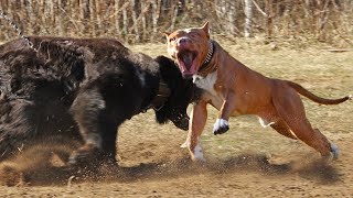 Pitbull vs Bear Fight Video - Bear vs Pitbull Comparison