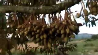 Download lagu BUKTI NYATA Pengaplikasian ECO FARMING pada TANAMAN DURIAN Joosss👍🌿☘️🌱 mp3 Download lagu BUKTI NYATA Pengaplikasian ECO FARMING pada TANAMAN DURIAN Joosss👍🌿☘️🌱 mp3