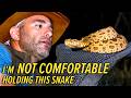 This Snake Kills 25,000 People a Year!