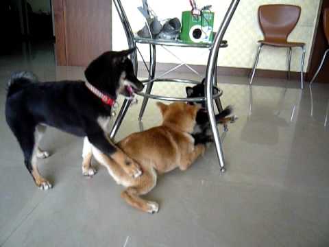 巧克力死守堡壘~(原發表者:巧克力家)(影片)