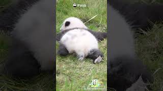 A Suspiciously Adorable Object Has Been Found In The Grass! | iPanda #shorts