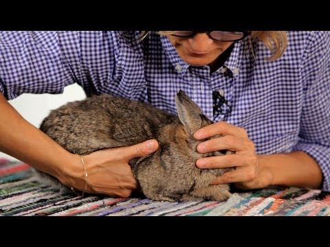 How to Pick up/ Hold your rabbit – All About Rabbit