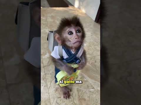 LA GORILLA HA PIANTO PER UN CUCCIOLO DI GATTINO (credits: @zackdfilms)