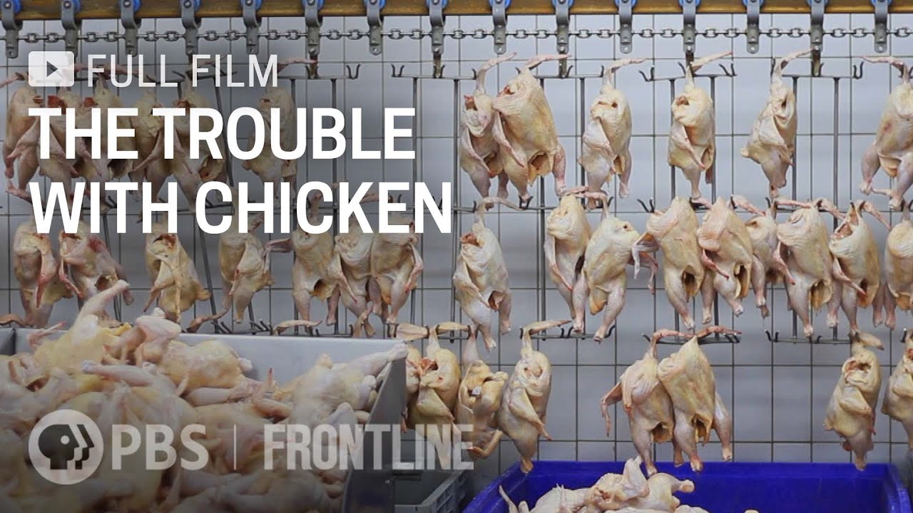 The Trouble with Chicken (full documentary) | FRONTLINE
