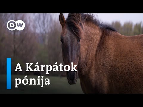 A hucul lovak megmentői Magyarországon | Egy Nemzeti Kincs, amelyet a kihalás fenyeget