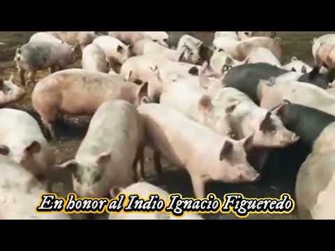 LA COCHINA. VIDAL COLMENARES. HOMENAJE AL INDIO IGNACIO FIGUEREDO. GUANARITO PORTUGUESA.