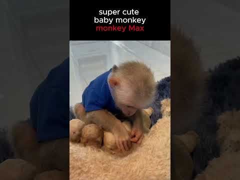So cute! Monkey Max loves puppies with all his heart. #monkey #funnyanimal #Short