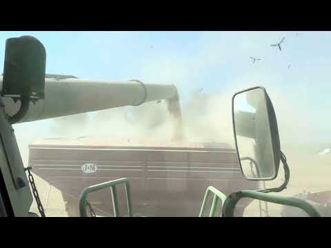 Cab View of Combine! Soybean Harvest 2023