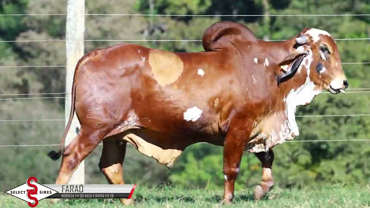 Vídeo FARAÓ FIV 2B