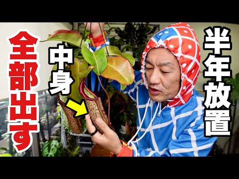 園芸 ジャンセニスト カーネーション、ハエトリソウ、リクニス ビスカリア