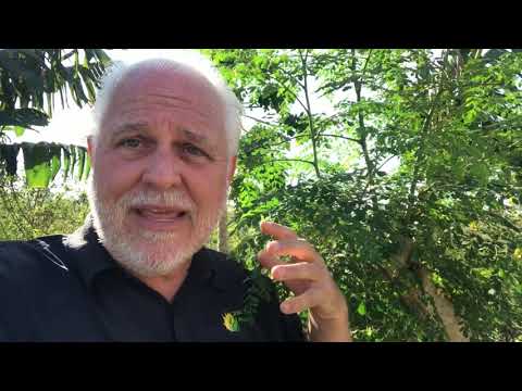 Moringa - The Most Nutritious Terrestrial Plant In The World - Moringa Oleifera "The Miracle Tree"