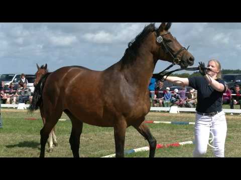 NF114 Hengstfohlen von Carembar de Muze - Diamant de Semilly - Acobat II