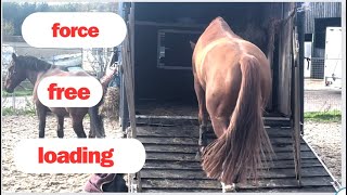 How to trailer load a horse without force