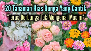 Download lagu Continuously Blooming!! Here Are 20 Beautiful and Popular Flowering Ornamental Plants mp3