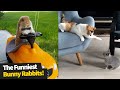 The Funniest And Cutest Bunny Rabbit Compilation | Funny Bunnies 2021