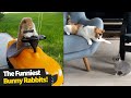 The Funniest And Cutest Bunny Rabbit Compilation Funny Bunnies 2021