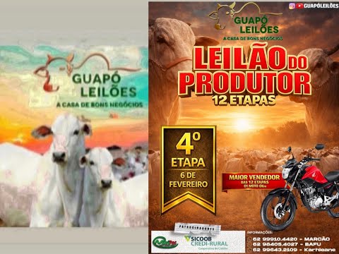 LEILÃO DE GADO EM GUAPÓ - GOIÁS 06/02/2026