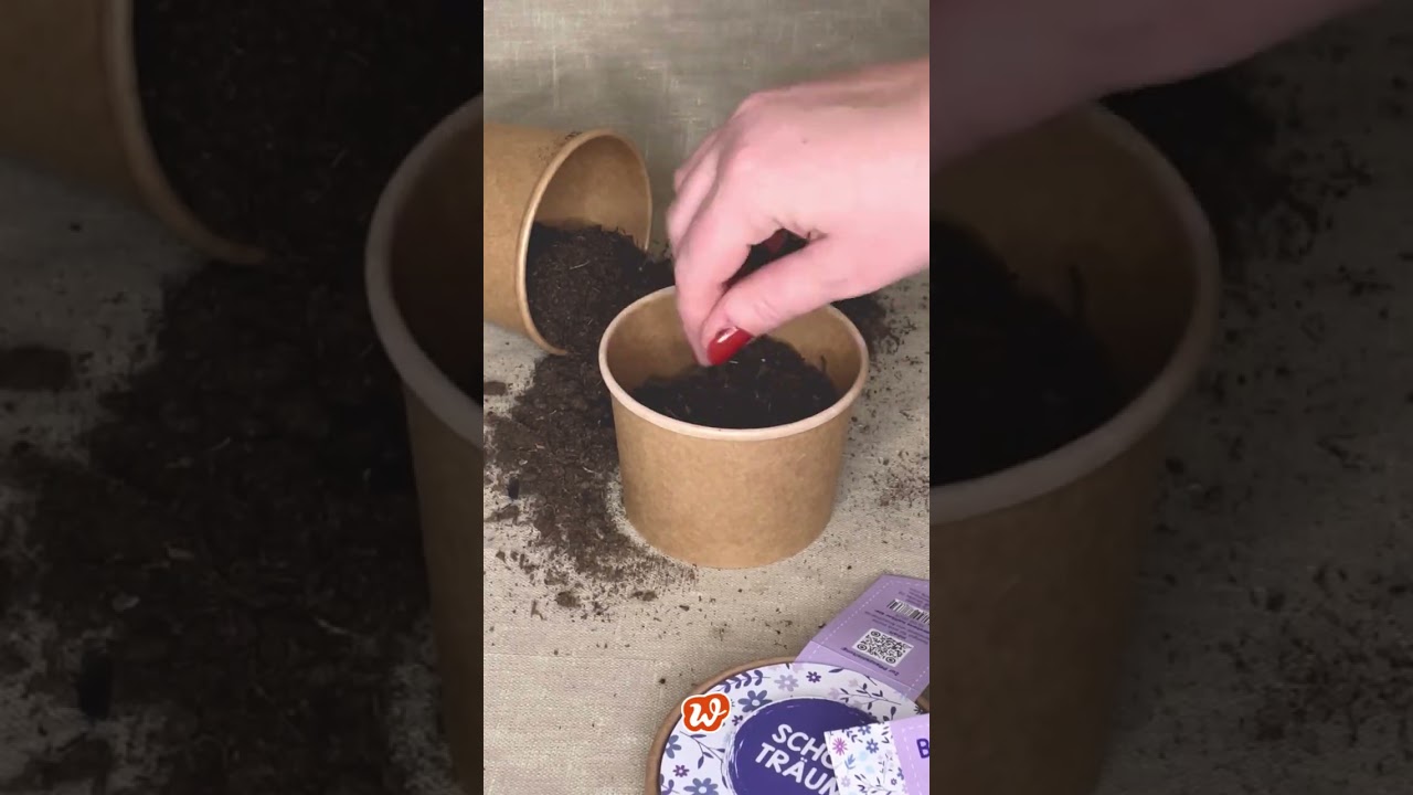 Blumenwiese zum Aussäen für schöne Träume