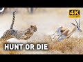 Epic Footage Of Cheetah Chasing Antelope Wild Ones Episode 2