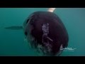 Great White Shark Scarface