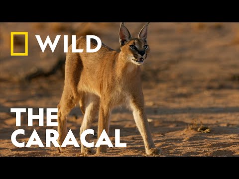 The Caracal | Big Cat Month | National Geographic WILD UK