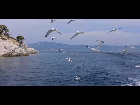 Aşvan ferec / ez bêzar bûm