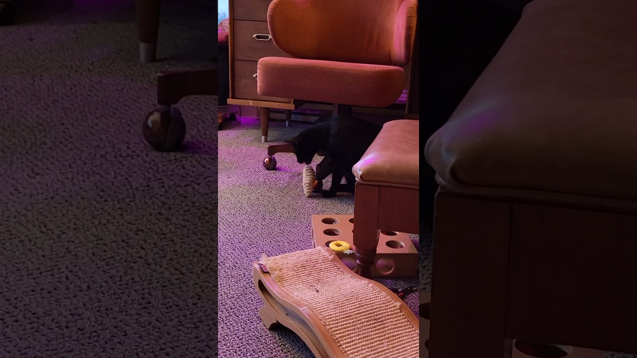 Justice, a Adoptable Domestic Short Hair in Springfield, OR video 6/6