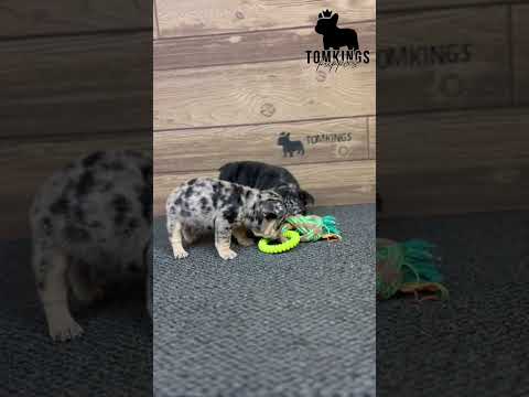 Video 5