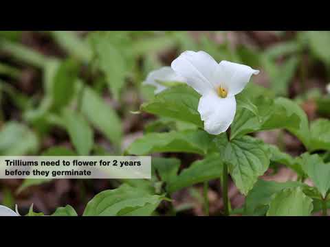 Trillium Facts - Wildflowers in Ontario, Canada