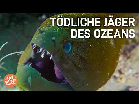 XXL Unterwasser Doku: Giganten der Meere und bizarre Unterwasserwesen