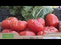 Community Garden Offer Savings On Fresh Produce Amid Inflation On Fruits Vegetables